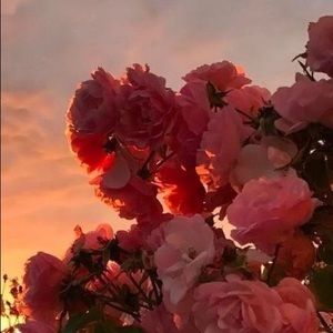 Meet your Posher, Shivani